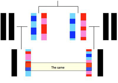 Recombination of twin sisters, not identical, and their children who have have no matching chromosomes.