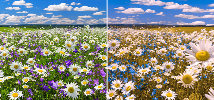 Field of flowers.