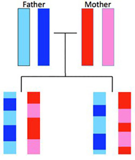 Possible DNA inheritance from twin sisters who are not identical.