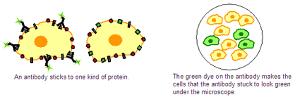 Labelling of cells.