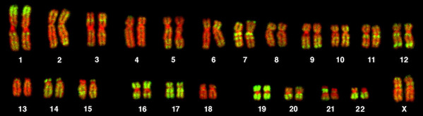 Karyotype