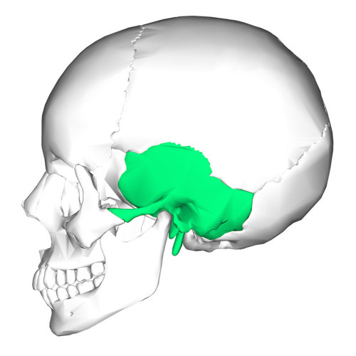 Temporal bone.