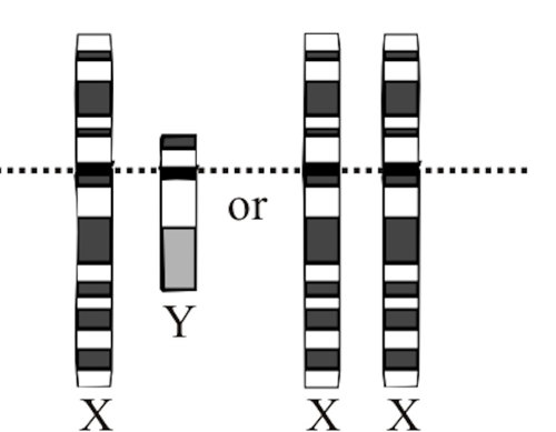 XY chromosomes.