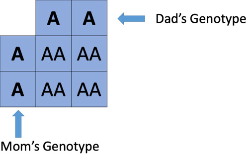 AA blood type punnett square.