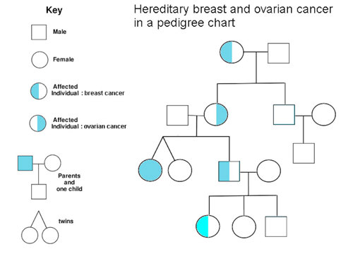 Pedigree chart.