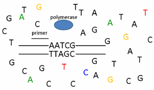 Colored and uncolored DNA letters.