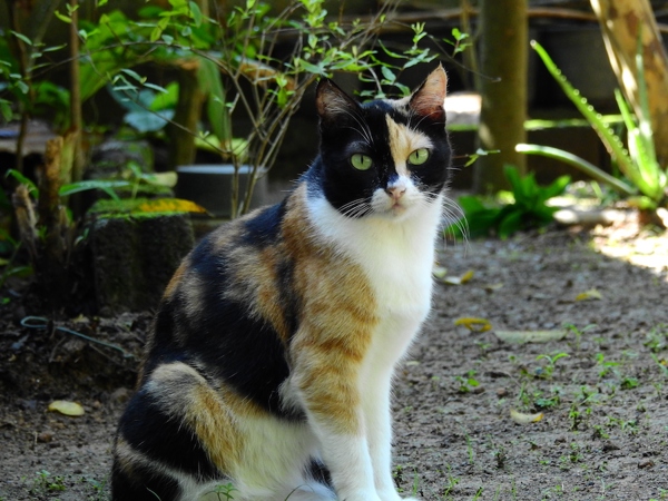 Calico cat.