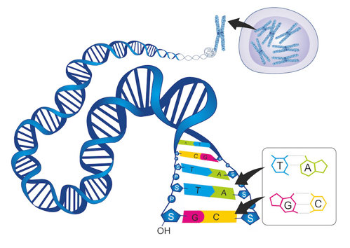 DNA structure.