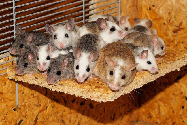 A group of mice of varying sizes and colors.