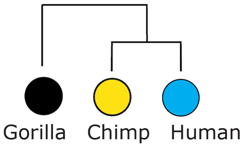 Fig4-5 complete lineage sorting.