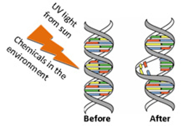 DNA damage.