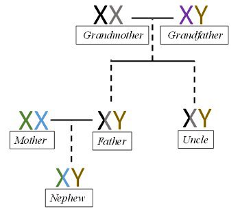 X Y inheritance.