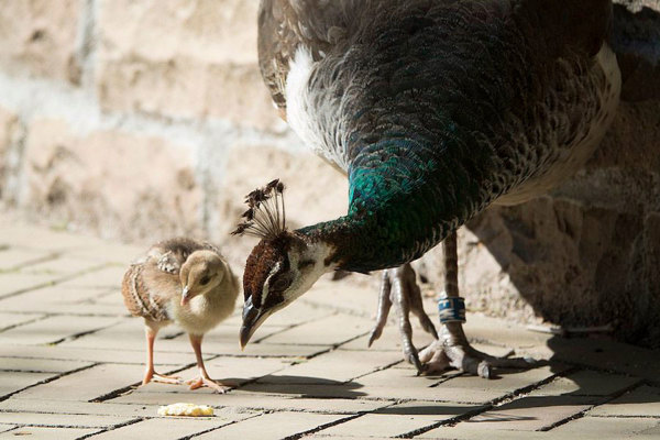 Peacock and chick.