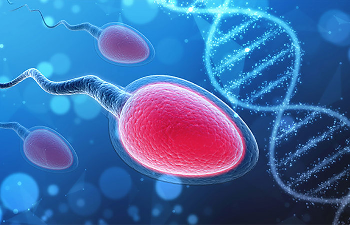 Sperm DNA illustration.