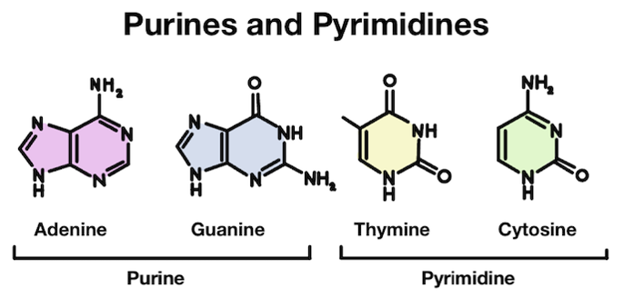 Purines and pyrimidines