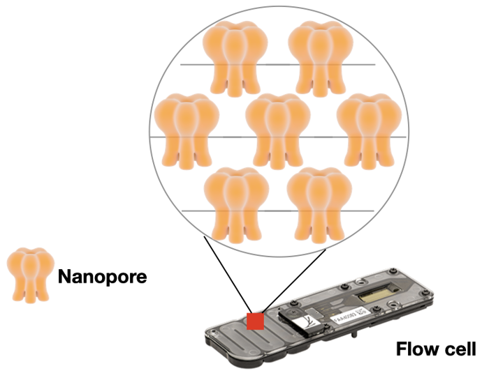 A Nanopore flow cell, with a diagram of the pores.