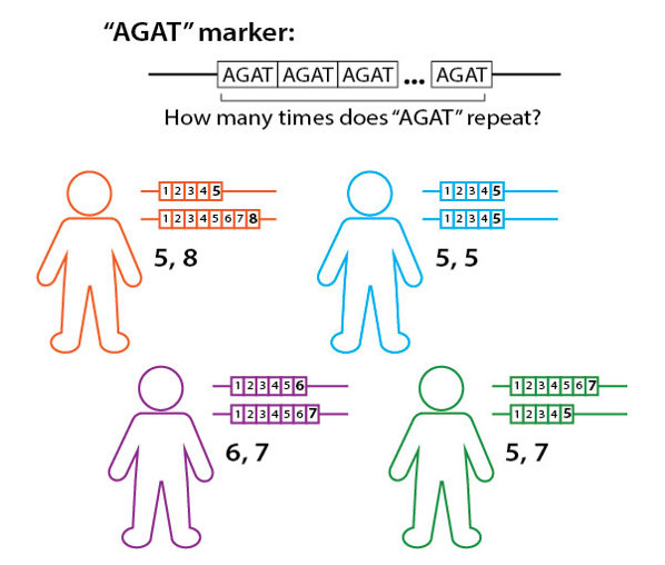 Variation in number of DNA repeats.