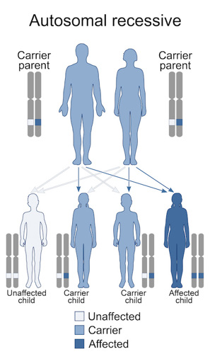 Autosomal recessive.