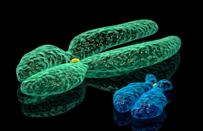 X and Y chromosomes illustration.