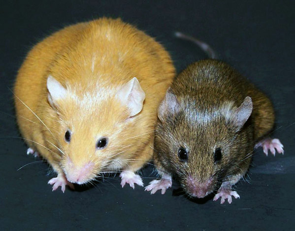 Yellow and brown mice.