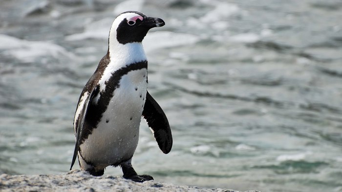 African penguins.