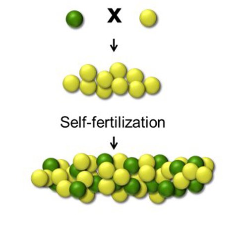 A purebred green pea crossed with a purebred yellow pea.