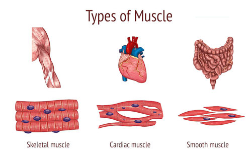 Different types of muscle.