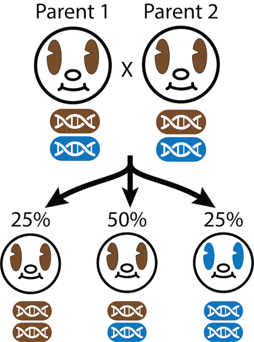 Recessive blue eyes.