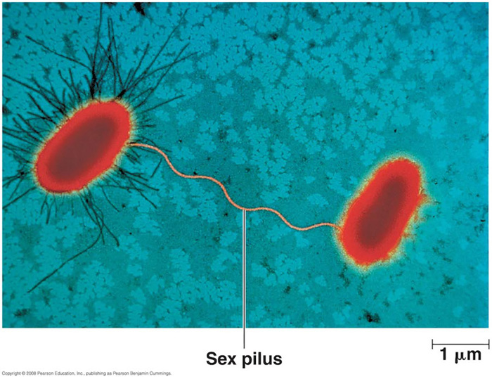 Bacterial conjugation.