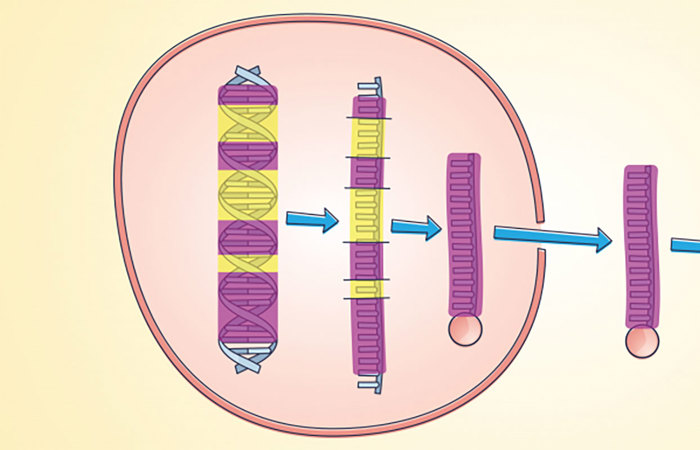 Intron splicing.