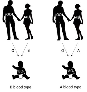 OO parent and AB parent with a BO child and AO child.