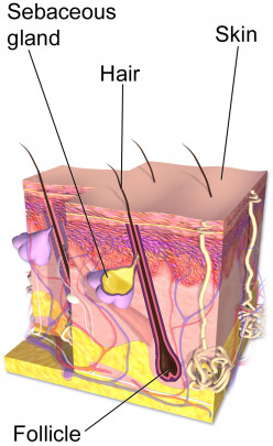 Diagram of skin layers and follicle.