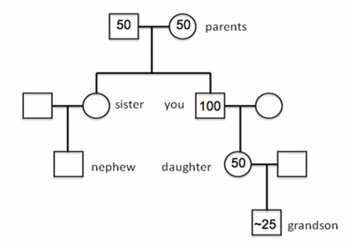 Pedigree chart.