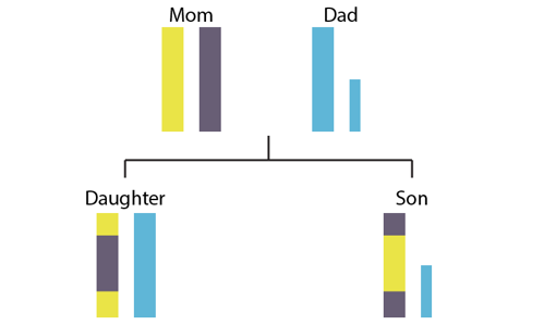 X and Y chromosome inheritance with recombination in the X chromosomes