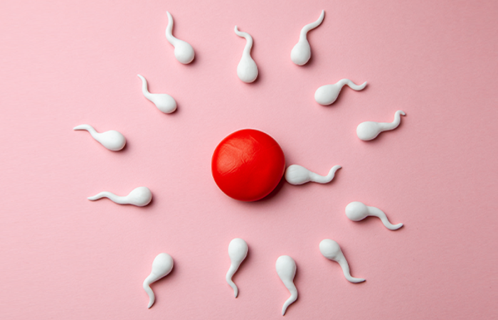 Model egg sperm fertilization.