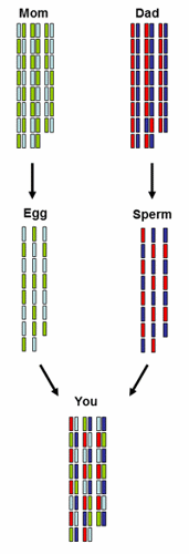 Chromosome inheritance