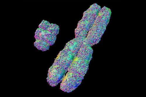 X and Y chromosomes