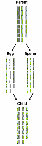 Chromosome inheritance