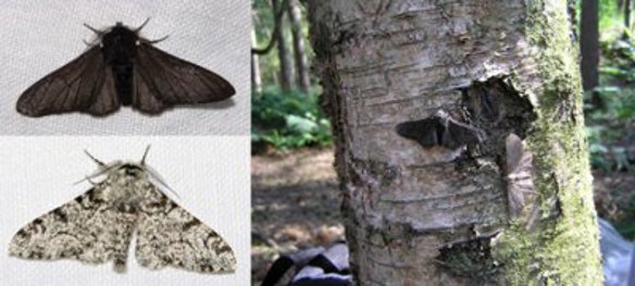 Grey and black moths.