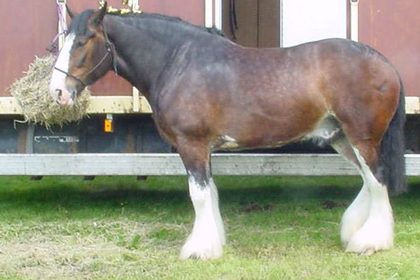 Draft horse.