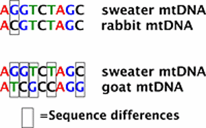 Rabbit vs goat mtDNA.