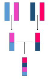 Chromosome inheritance.