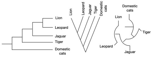 Phylogenetic tree.