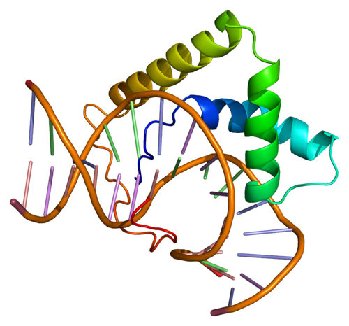 LEF1 protein.