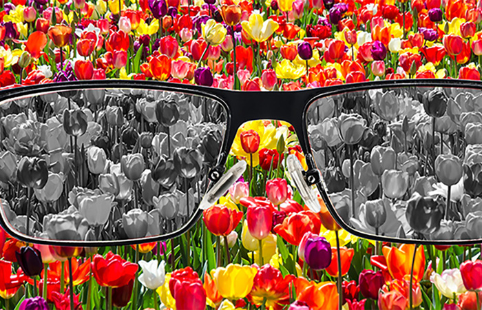 Looking through eyeglasses and seeing grey in a background of colorful tulips.
