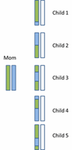 Mother child inheritance