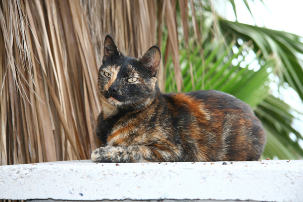 Tortoiseshell cat.