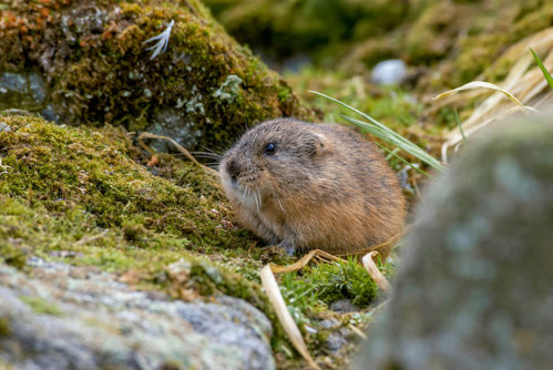 Brown lemming.