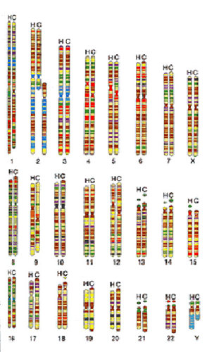 Human chimp chromosomes.