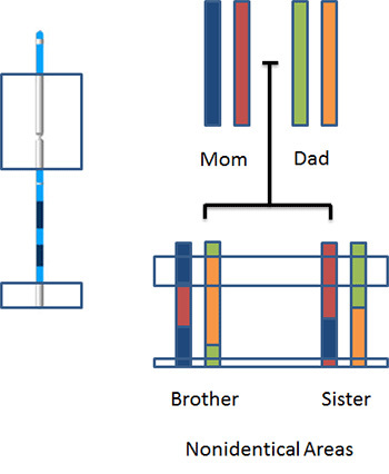 Different chromosome areas.